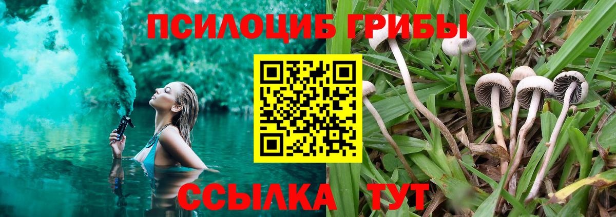 Псилоцибиновые грибы прущие грибы  Славгород  Галлюциногенные грибы Psilocybe 